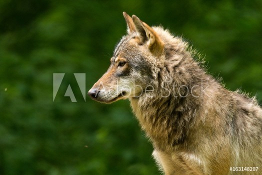 Picture of Grey Wolf Canis lupus 
